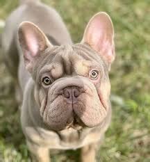 According to the American Kennel Club, a pied French Bulldog is a bulldog that is mostly white with small patches of an appropriate color on its coat. Some of the colors allowed are fawn, brindle, black or any other color that does not cons.... 