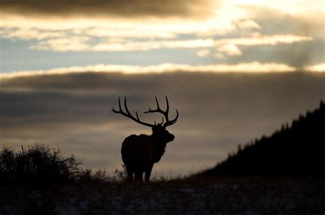 Big-game hunting interest soars beyond Colorado’s capacity