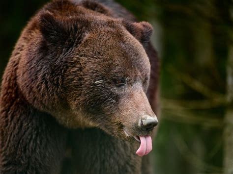 💦 XxX Big_Ol_Bear Leaked