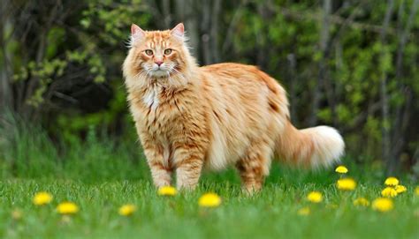 Bigcatt
