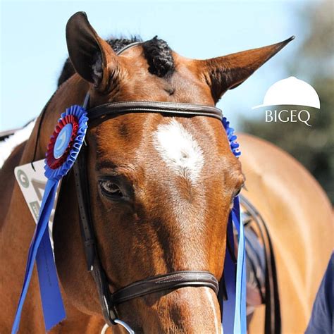Bigeq - “Tap” is the epitome of what a hunter should be. Tremendous scope, unlimited range to his stride and brave as a lion. He has taken his junior rider from the 2”6 to the 3”6 in under a year, and marched around the big rings without batting an eye. Qualified for 2023 Junior Hunter finals the first time his rider showed in the Junior Hunters He jumps in classic style, is the hack winner ... 