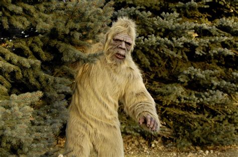 For the absolute best chance of spotting Bigfoot, head to Washington state. With a whopping 2,032 sightings and counting, this is the world’s most active region. The most popular places to catch a glimpse include the Blue Mountains, Okanogan County - or better yet, Ape Canyon - the locale of one of the most aggressive Bigfoot encounters ever .... 