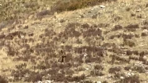 Bigfoot in Colorado? The “ever-elusive creature” may have been caught on camera from Durango train