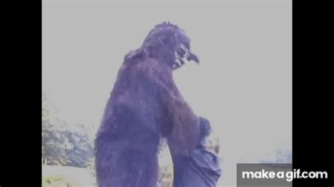 Bigfoot quantum seen GIF - Find on GIFER