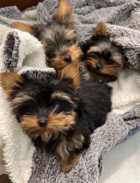 Bigger yorkie puppies for adoption on fb. .  <a href=https://app.properwallet.com.br/vjo0/fort-...