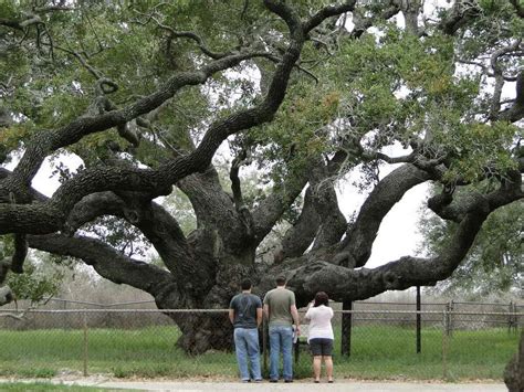 Biggest TX Oak Tree on TPL Protected Land