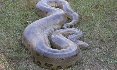 Biggest anaconda in the world. Things To Know About Biggest anaconda in the world. 