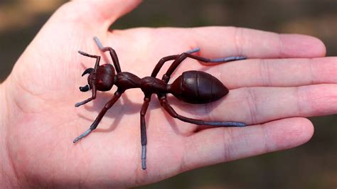 Biggest ant in the world. Things To Know About Biggest ant in the world. 