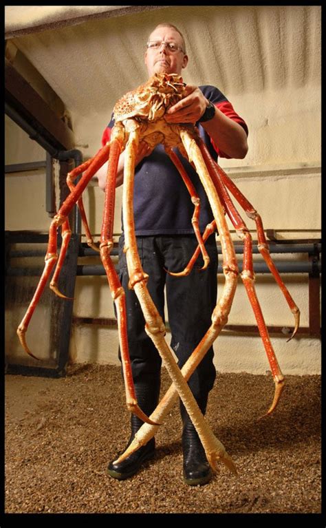 Biggest crab in the world. Things To Know About Biggest crab in the world. 