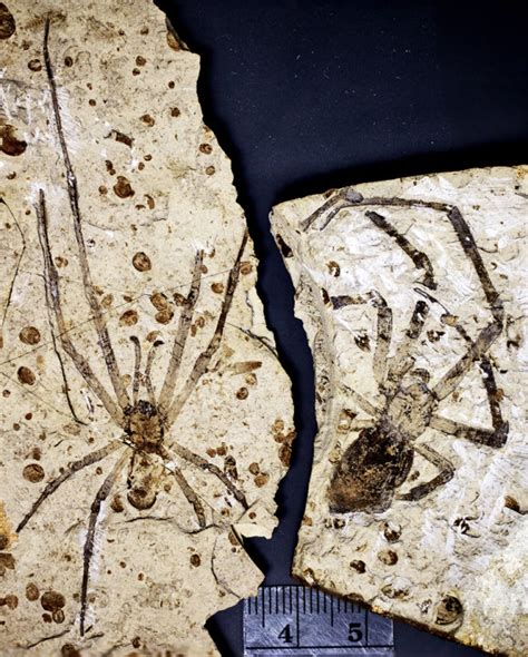 The fossil spider’s body size is 23.1 mi