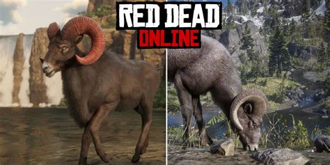 Bighorn (RDR 2) Red Dead Wiki Fandom