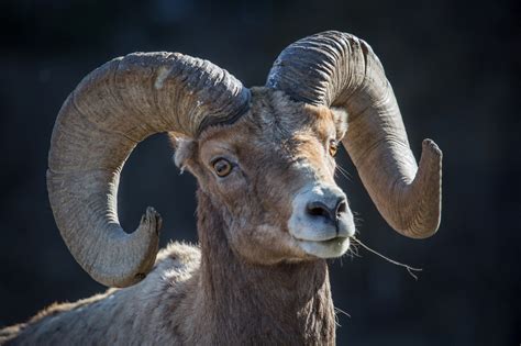 Bighorn Sheep Stock Photos, Pictures & Royalty-Free Images - iStock