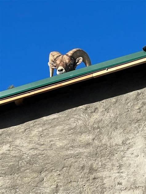 Bighorn sheep in Colorado was single, ready to mingle … and stuck on a roof