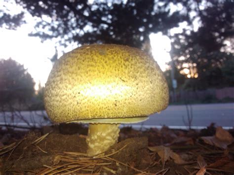 Bigshroom Leaked [SEX VIDEO] 🍑 184 Photos