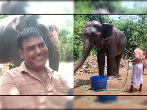 Bihar man wills half his property to 2 elephants who saved his life ...