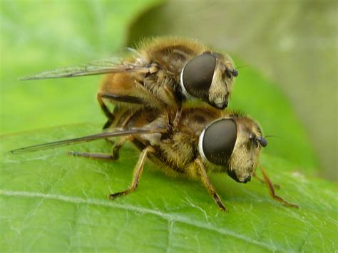 Bijen- & Vlinderlokkend - Vaste planten - Tuinplanten