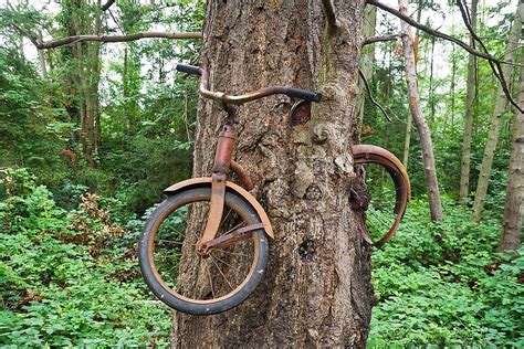 Bike In Tree Vashon