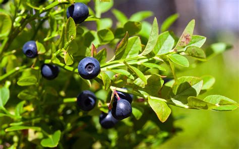 Bilberry, Blueberry & Lutein – A Triple Treat for Your Eyes