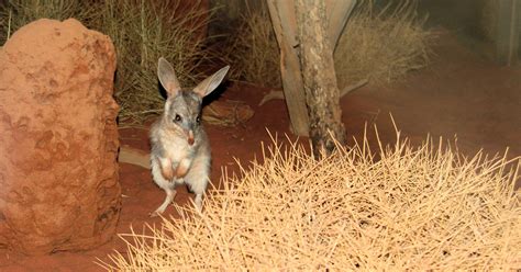 Bilby Onlyfans Leak