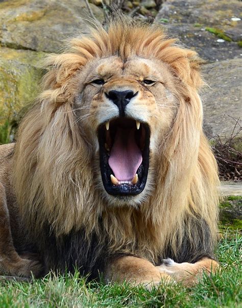 Bill Early on LinkedIn: In like a lion and OUT LIKE A LION! We have ...