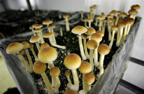 Bill governing Colorado’s legal psychedelics industry clarifies what would remain unlawful, sets limits on personal cultivation