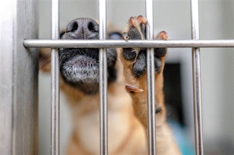 Bill seeks to reduce euthanasia in California animal shelters