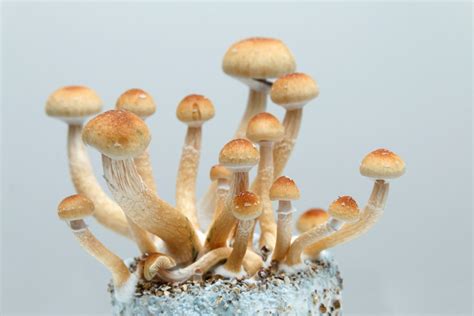 Bill that decriminalizes psychedelic mushrooms headed to governor's desk