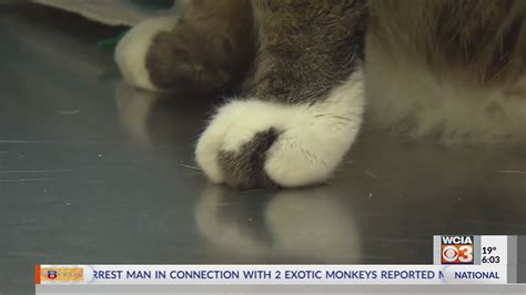 Bill to ban cat declawing introduced in Illinois State Capitol