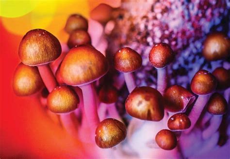 Bill to legalize 'magic mushrooms,' other psychedelics in California advances