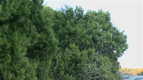 Bill would remove city protections for 'cedar fever' Ashe Juniper trees