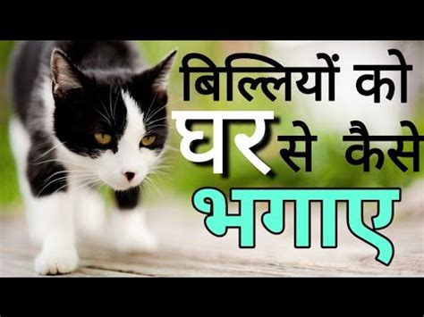 Billi ko ghar se kaise bhagaye jaye. .  <a href=https://stalinox.ru/bqdpv3u9b/macz-funer...