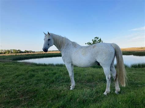 Billige heste til salg gul og gratis