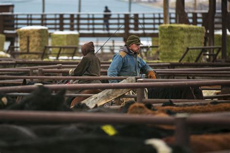 Billings livestock auction. Bill Cook BLS General Manager 406.670.0689 Dan Catlin Field Rep 406.671.7715 Kenny Stahl Field Rep 406.654.4278 