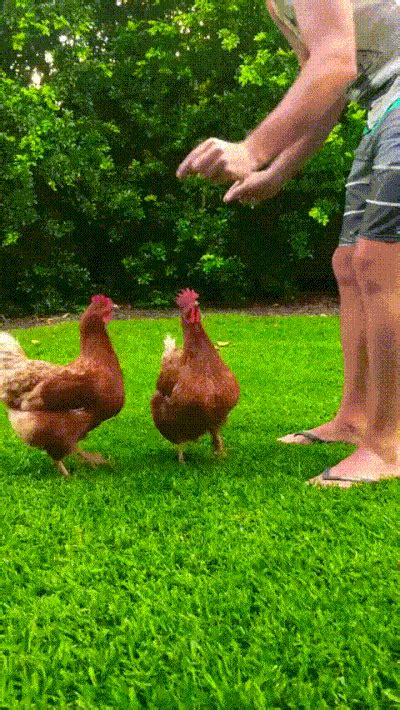 Bin Chicken GIFs - Get the best GIF on GIPHY