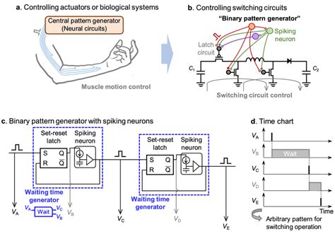 Binary pattern generator. (a) A central pattern generator in the human