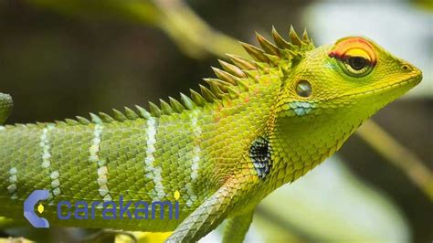 Binatang iguana kode alam no togel bunglon 2d. Main togel hongkong yang.