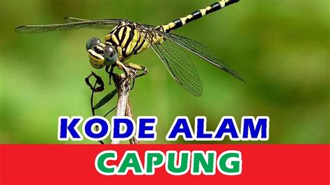 Binatang kode alam capung 3d togel. Situs slot paling murah.
