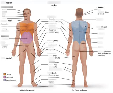 Bio 201 unc quizlet. .  Study with Quizlet and memorize flashcards containing terms like Reac...