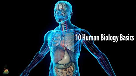 Bio human. Human biology concerns how the body functions in terms of its cells, tissues and body systems. This chapter will briefly explain some biological theories such as the function of cells in all organisms; how each body system contributes to the maintenance of a constant internal environment (homeostasis) for its cells; and gene theory. 