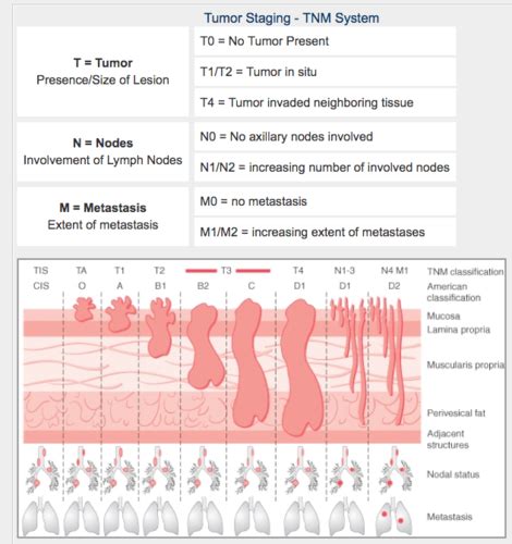 Bio-life function Flashcards Quizlet