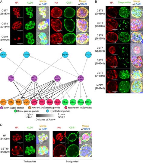 BioID identifies novel c-MYC interacting partners in …