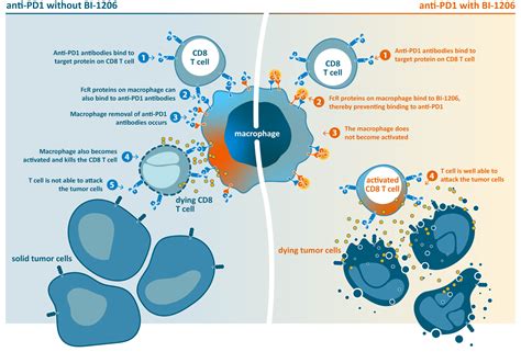 BioInvent licenses anti-FcγRllB antibody BI-1206 to CASI ...