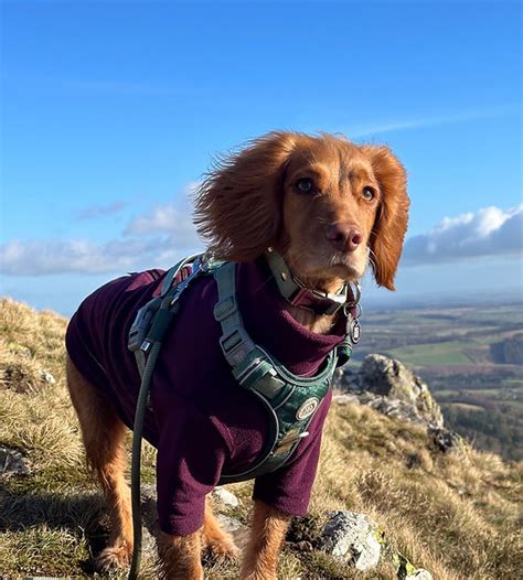 BioThane Dog Leads Hounds of Hampshire