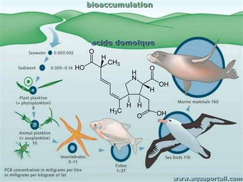 Bioaccumulation