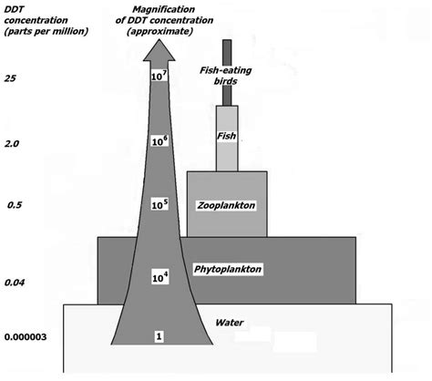 Bioaccumulation of DDT in the food chain. Each successive …