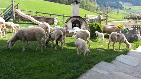 Biobauernhof Talhammer (Österreich Rohrmoos) - Booking.com