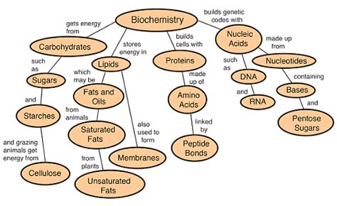 Biochemically - Definition, Meaning & Synonyms Vocabulary.com