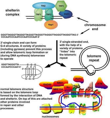 Biochemistry, Telomere And Telomerase - StatPearls - NCBI …