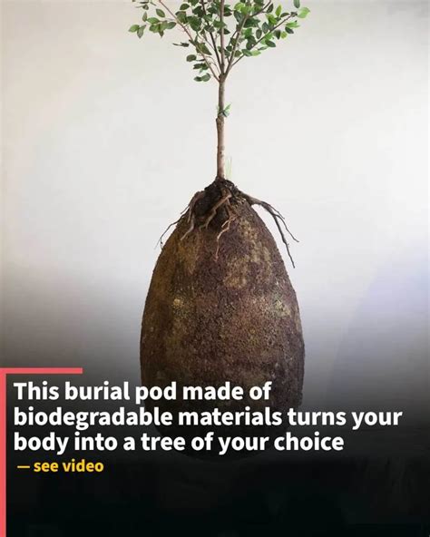 Biodegradable burial pod cost.  Jul 29, 2021 · Also Read- Why Typography is Importa...
