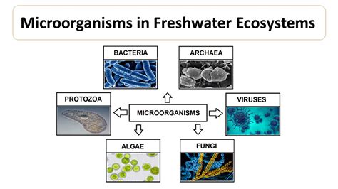 Biogenic metabolism of freshwaters, chemistry and microbiology. - Sehr leichte und kurze entwickelung einiger der wichtigsten mathematischen theorien.
